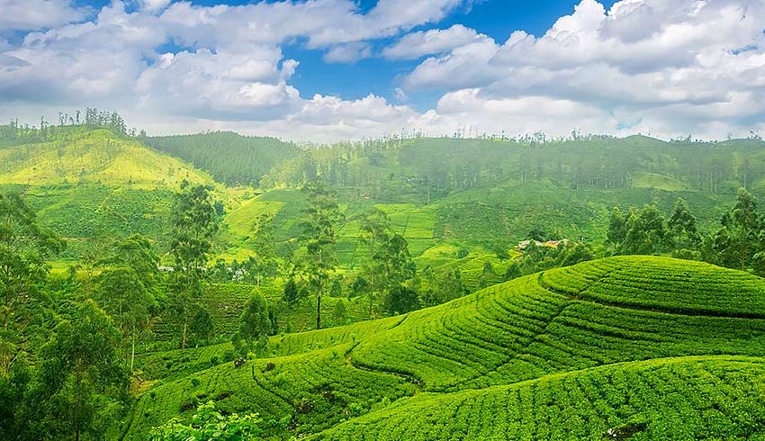  August tourist arrivals are up 20% year over year