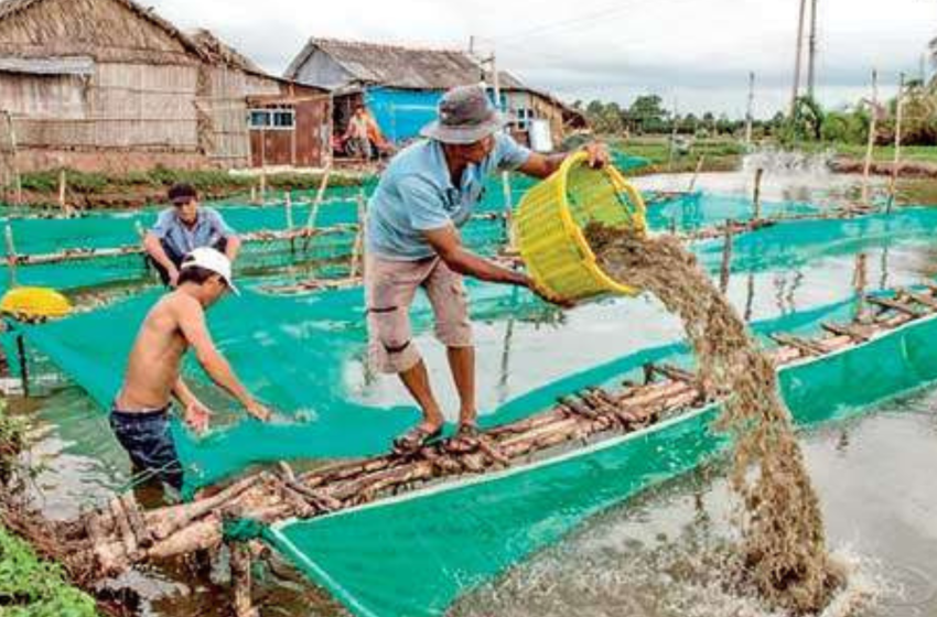  SL launches a digital platform that will change the shrimp farming business     